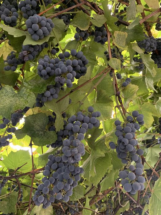Продам срочно виноград на вино и сок