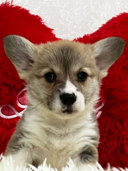 Очаровательные малыши вельш корги