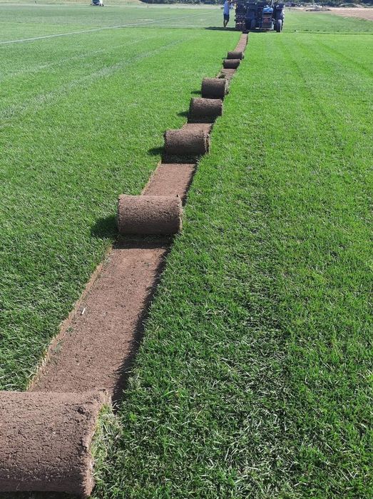 Plante ornamentale și rulou de gazon, livrare rapida oriunde în Țară