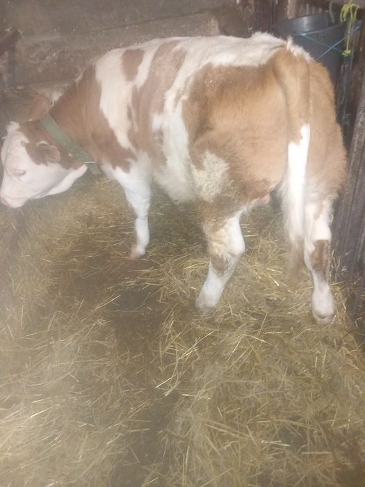 Vând taurasi de doua luni jumate