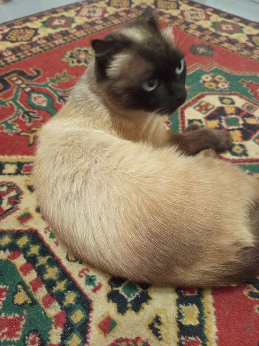 Сиамская кошка отдам даром