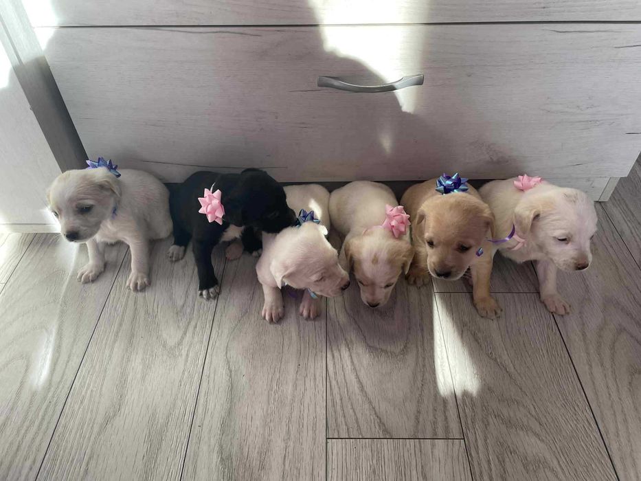 Продават се кокер шпаньол