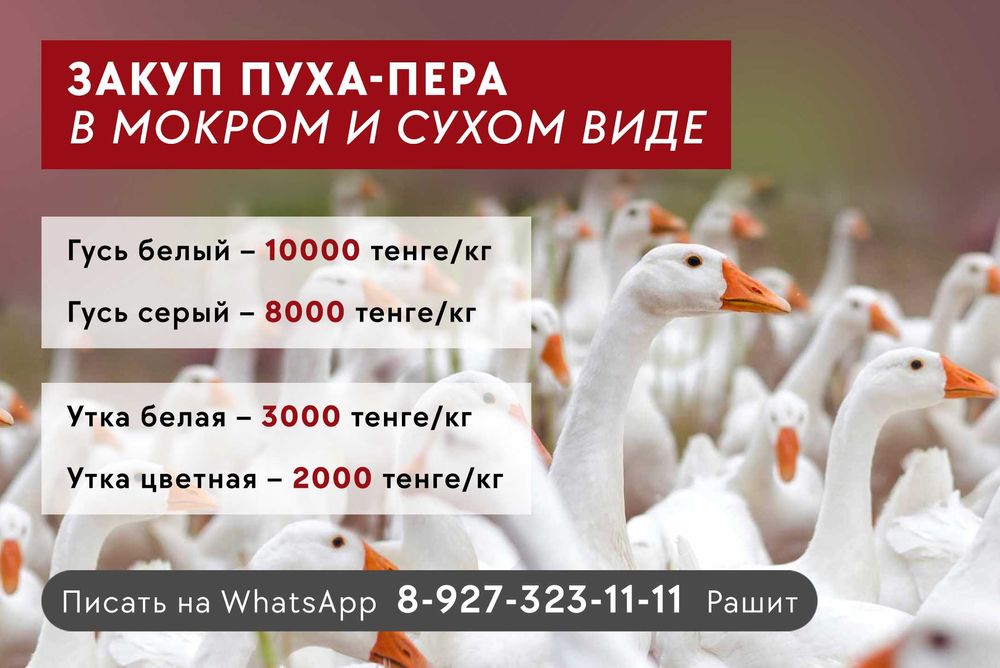 Закупаем ПУХ ПЕРО гуся утки белый серый