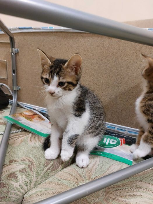 ПОДАРЯВАМ домашни котенца