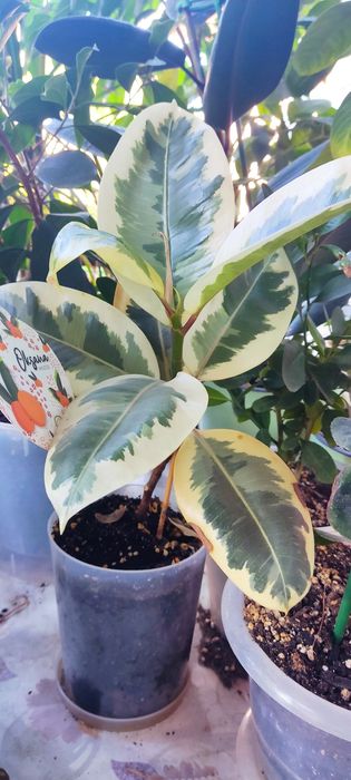 Продам комнатные цветы