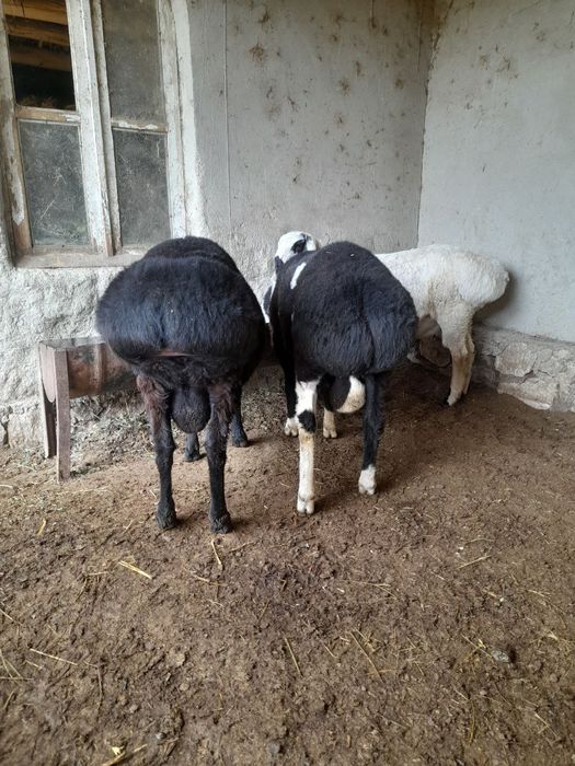 Баран зотдор кучкорлар