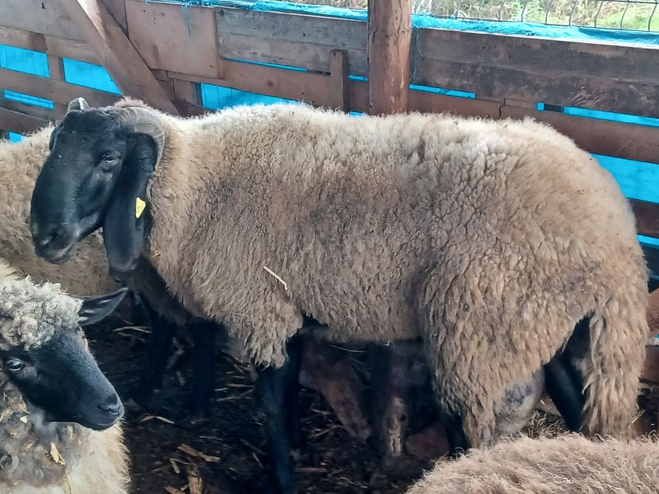 Berbec carabaș sârbesc