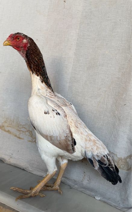 Yapon shamo tulak tovuq tuxumga yaqin