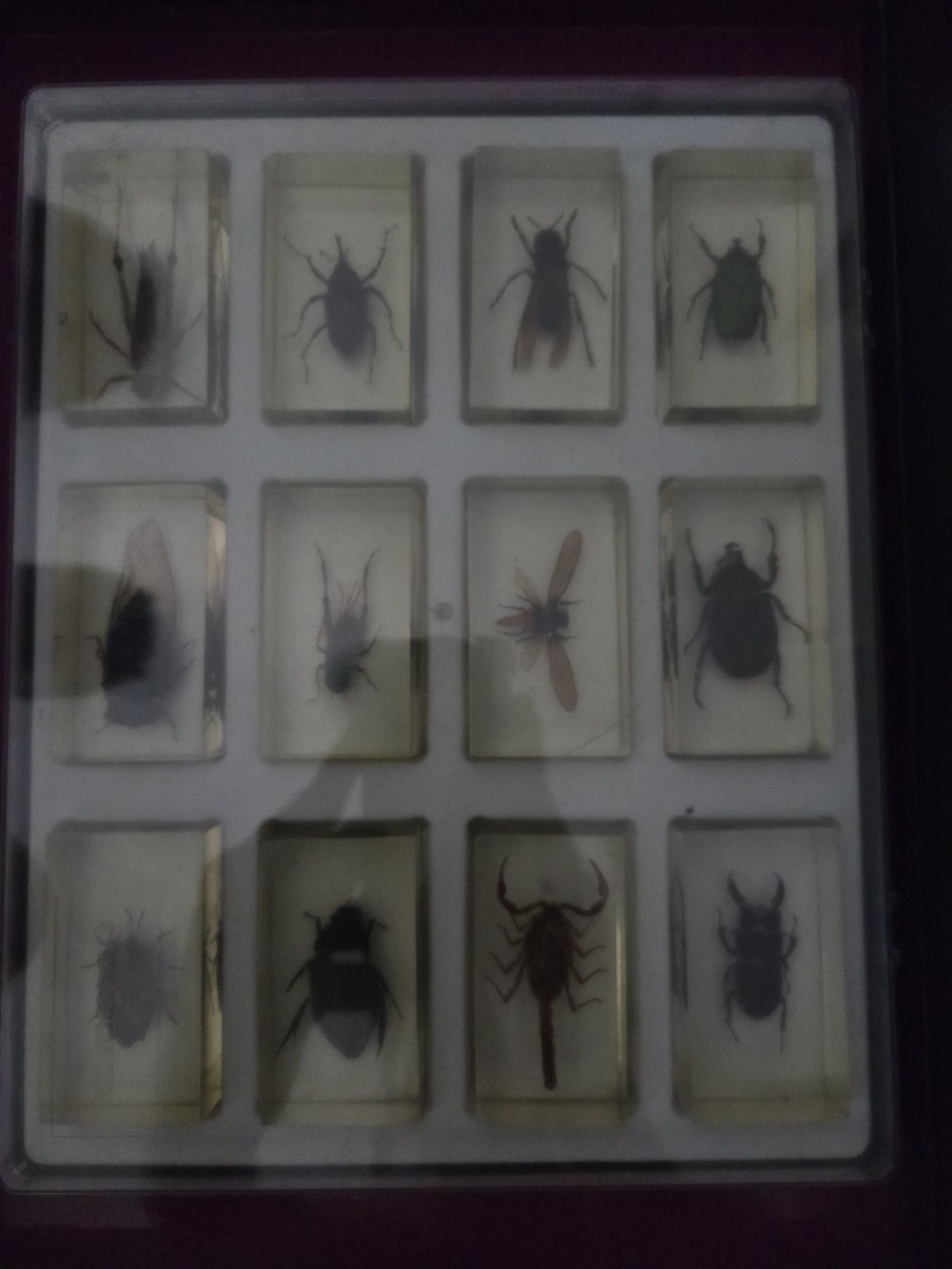 Vând Insectar, 16 insecte unice