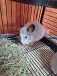 Chinchilla alb cu cusca de vânzare