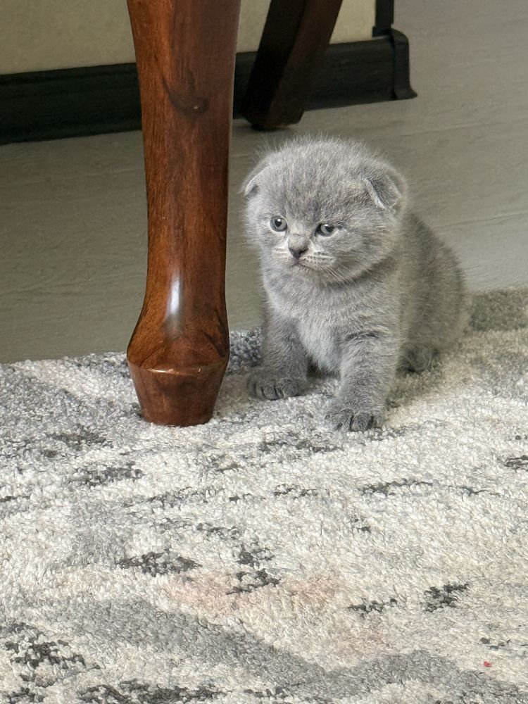 Котята породы Скоттиш фолд