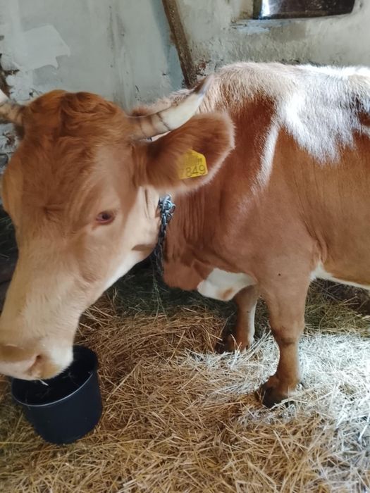 Vaca este inca in garanție