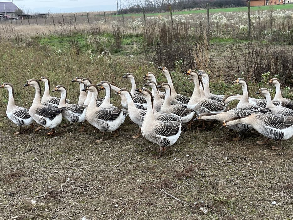 Vând Gâște Africane !!!