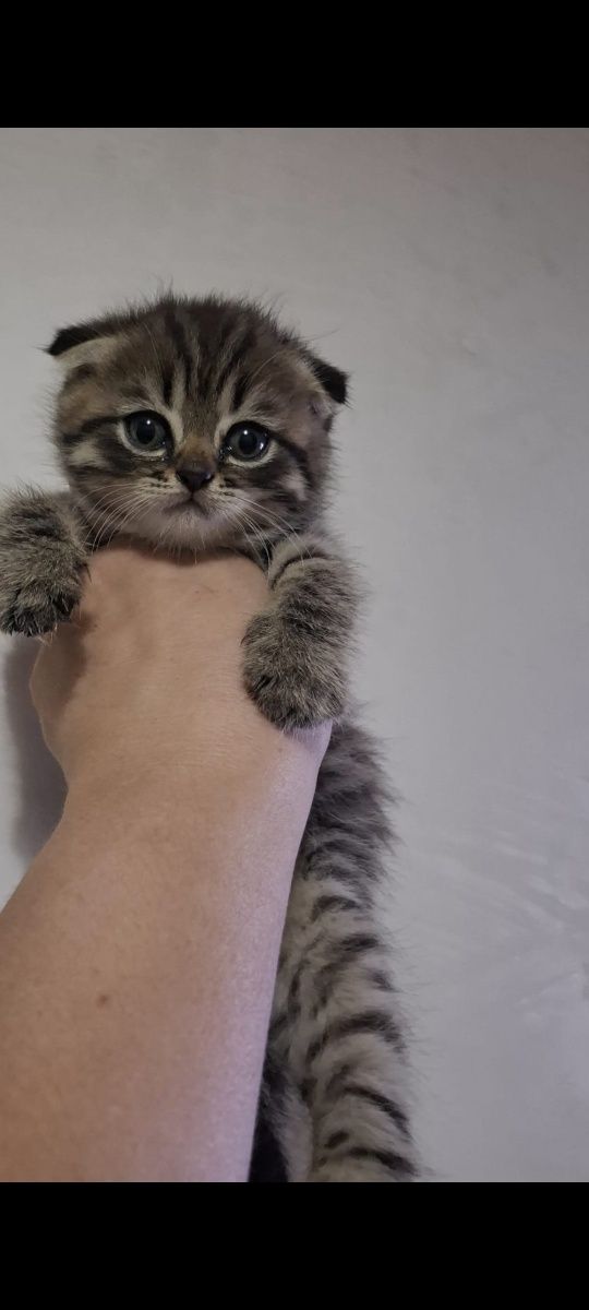 Милые вислоухие котята