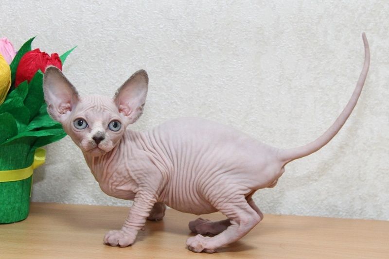 Сфинксы. Котята.