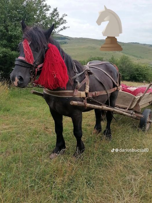 Vind armăsar de 5 ani garantat la lri ce lucru