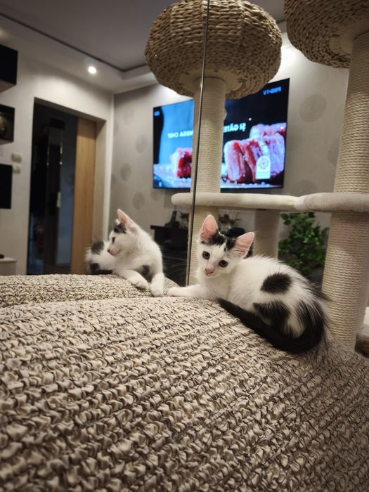 Băiețel de două luni pentru adoptie