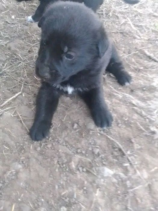 De vânzare 3 cățelușe micuțe și jucăușe 
Avem trei fetițe adorabile, s