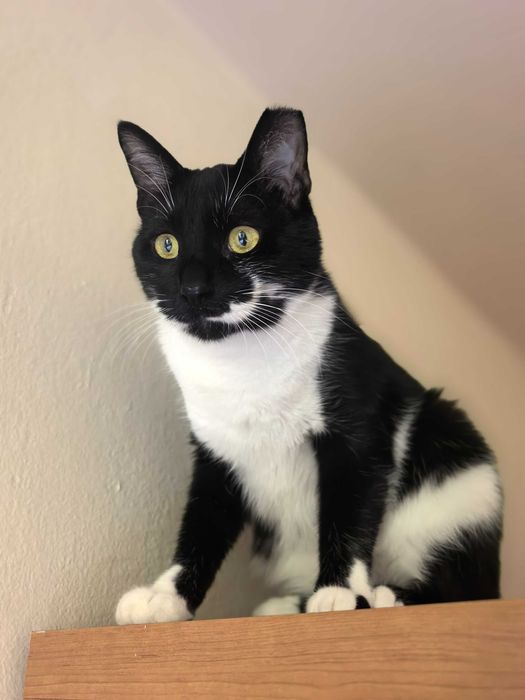 Мърр си търси семейство!