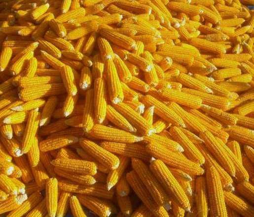 Porumb stiuleti productie 2025