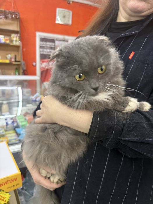 Вислоухий парень