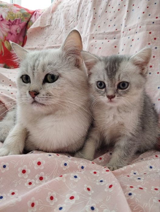 Шотландский котёнок