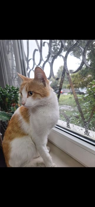 Бесплатно котик!