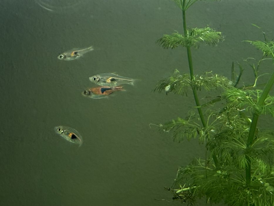 Рибки за аквариум, тетра, расбора хенгел