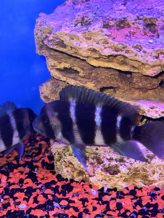 Аквариумные рыбы Фронтозы