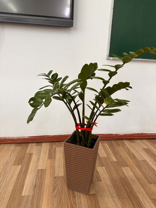 Продам комнатные цветы