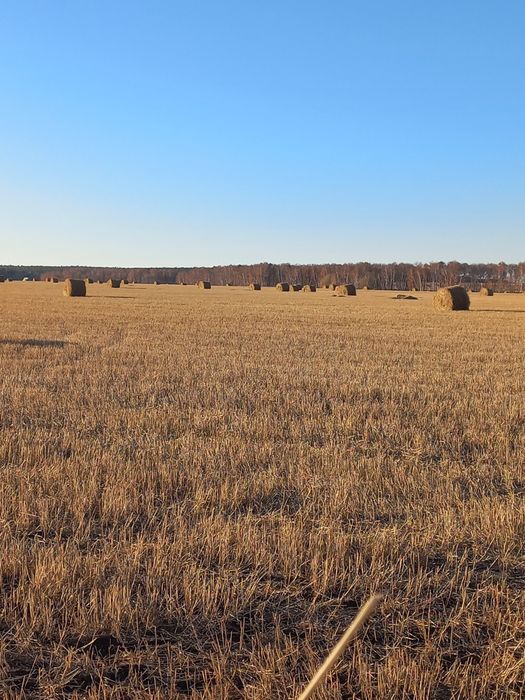 Солома ячменная и пшеничная в рулонах по 4 000 тенге
