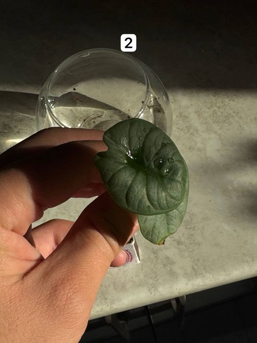 Silver dragon цветы