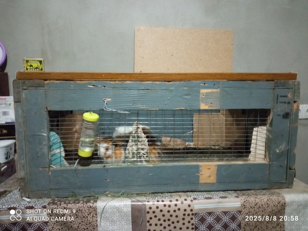 Продаются морские свинки, цена за две свинки женского пола
