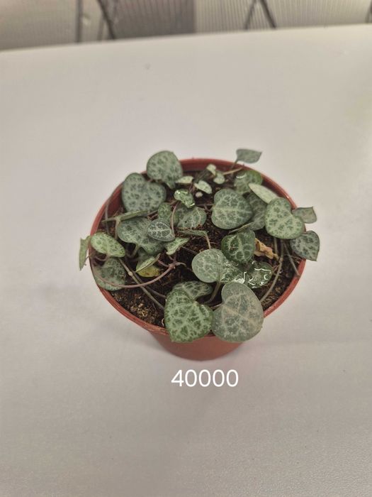 Продаётся комнатные цветы