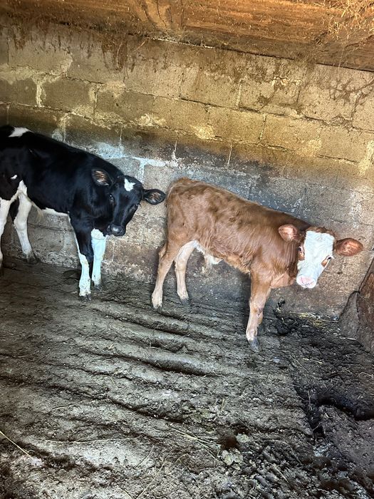 Vând vaca bălțata cu doi viței