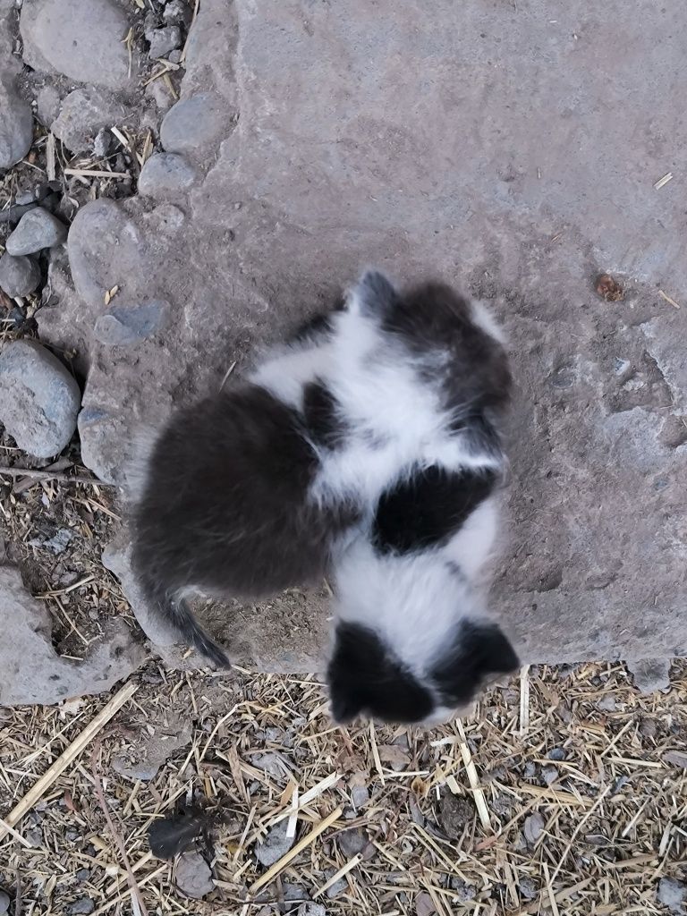 Отдам котят на добрые руки