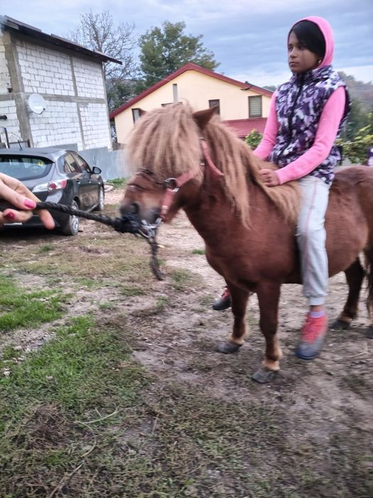 Vând urgent ponei armăsar foarte cuminte