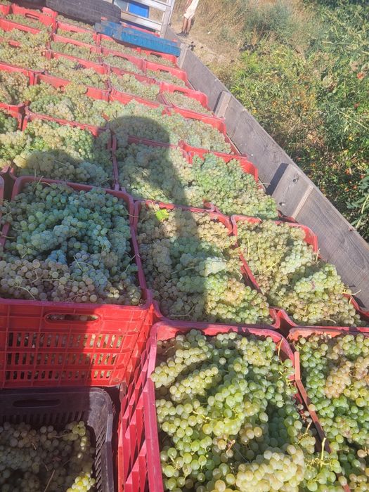 Struguri de vin feteasca