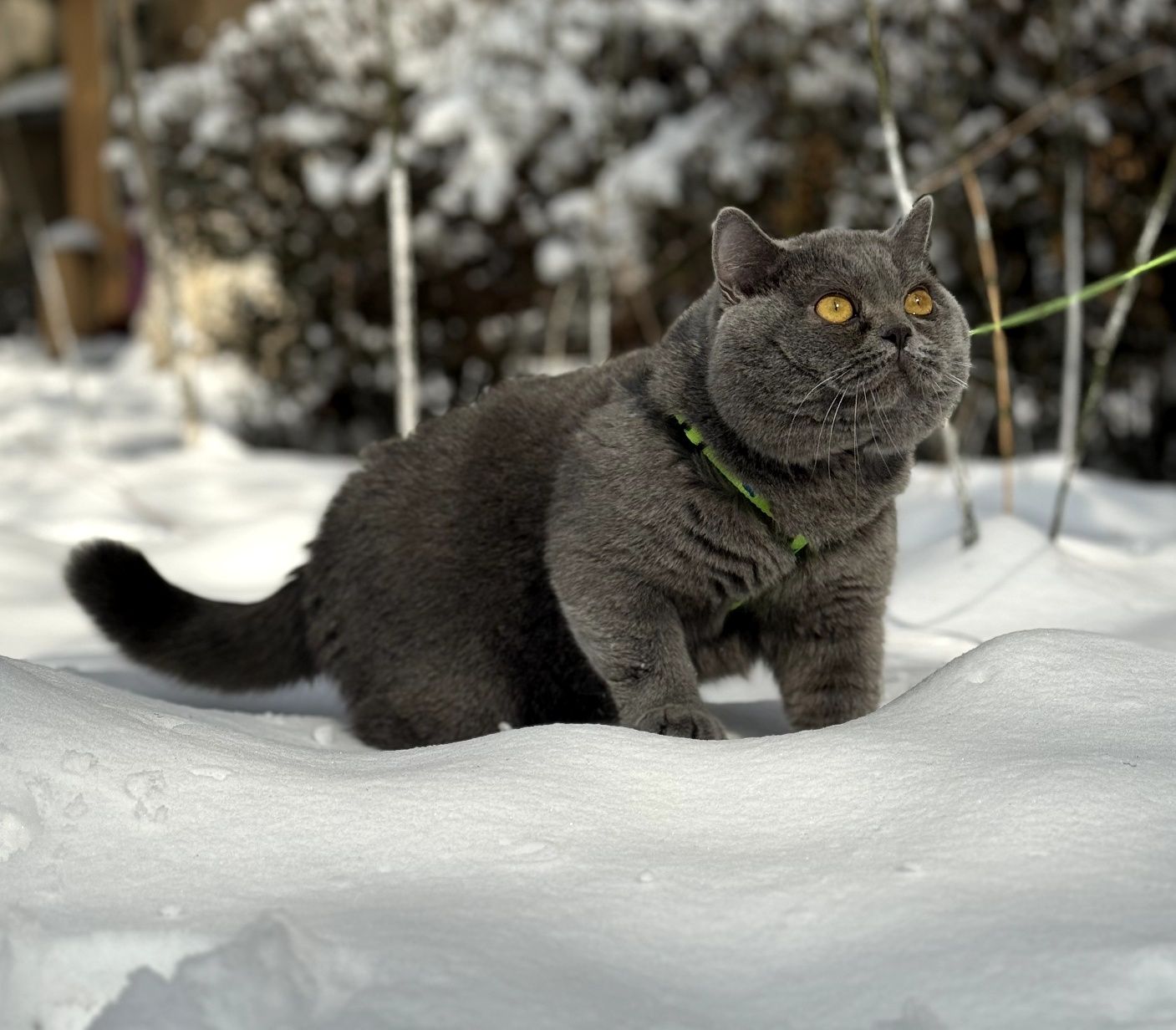 Готовые котята британской породы