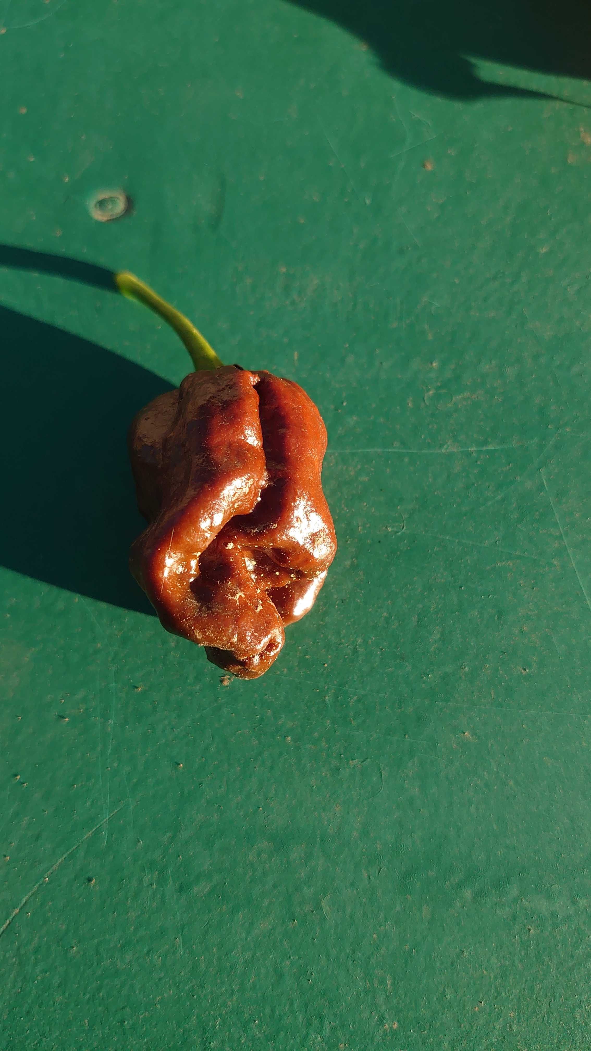 Продавам сос от люти чушки - Carolina reaper, Моруга скорпион,хабанеро