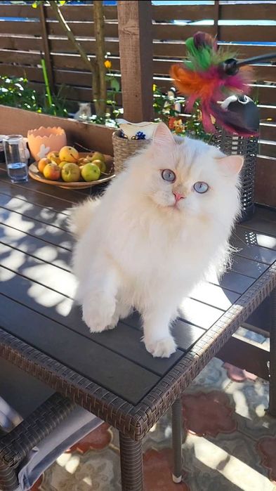 British longhair ultimul baiat din cuib felisa autorizata