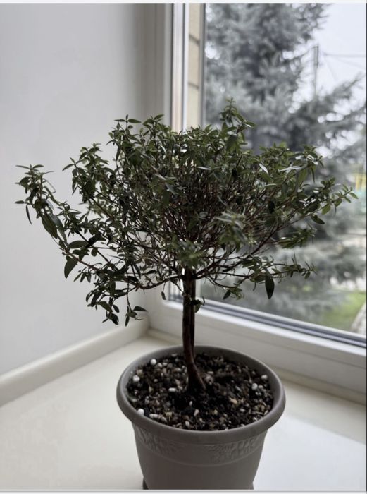 Комнатный цветок растение МИРТ