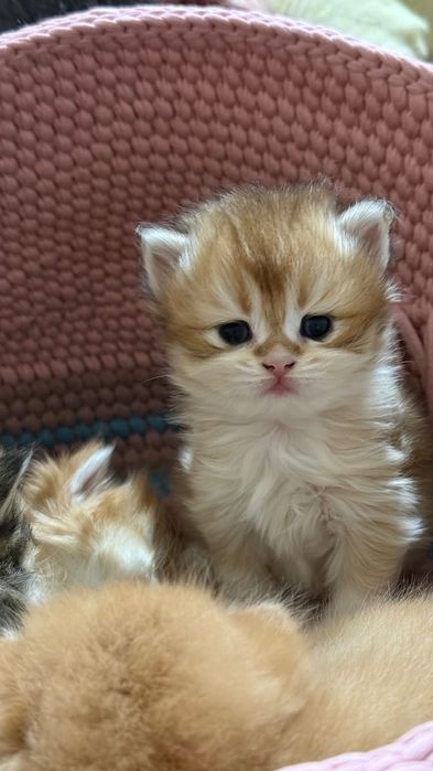 Британские котята