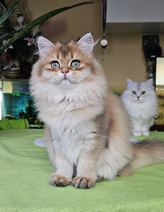 Британски дългокосмести котенца