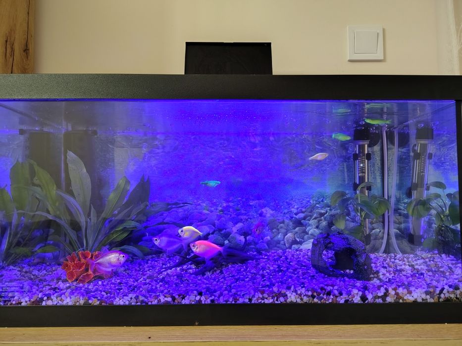 Аквариум - Aquael 60 литра