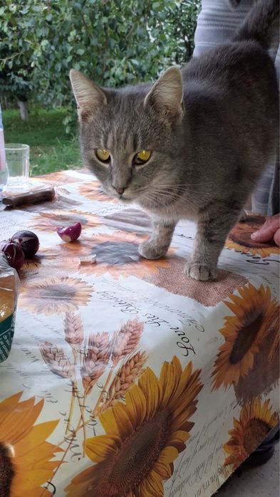 Pisica pentru adoptie