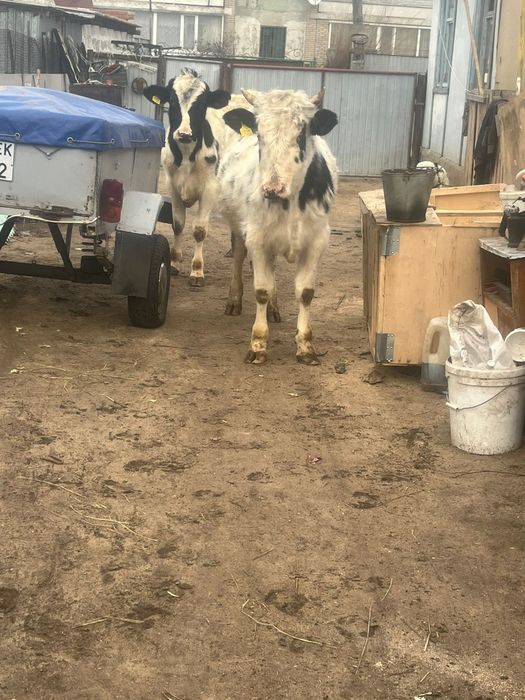 Продам хороших бычков