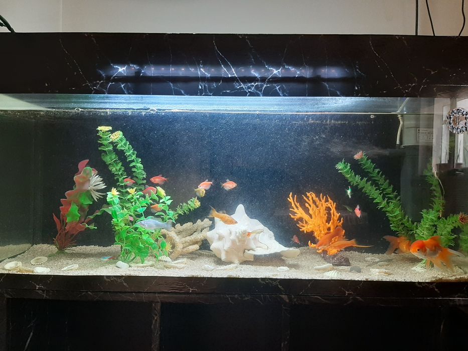 Akvarium baliqlari sotiladi