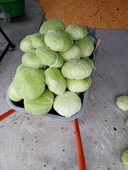 Vând varză plată