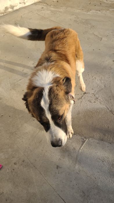 Кабель московской сторожевой